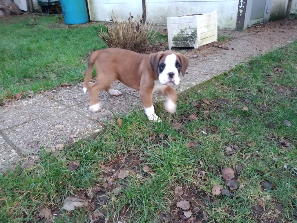 De La Douce Brise - Boxer - Portée née le 21/12/2022